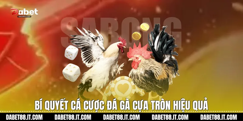 Bí quyết cá cược Đá gà cựa tròn hiệu quả