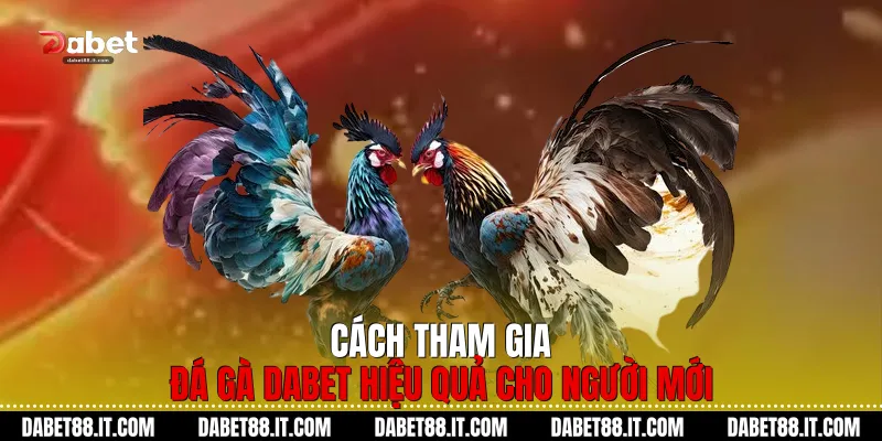 Cách tham gia Đá Gà Dabet hiệu quả cho người mới