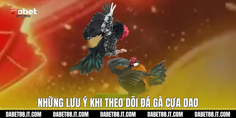 Những lưu ý khi theo dõi Đá gà cựa dao