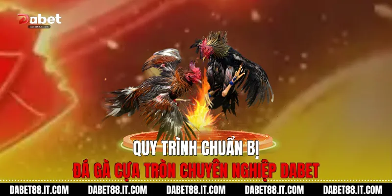 Quy trình chuẩn bị Đá gà cựa tròn chuyên nghiệp Dabet