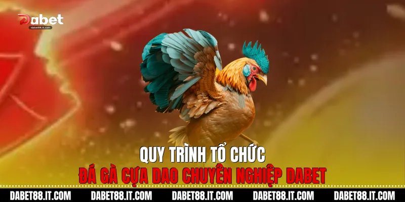 Quy trình tổ chức Đá gà cựa dao chuyên nghiệp Dabet