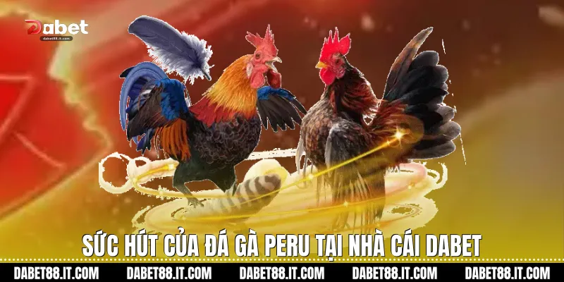 Sức hút của Đá gà Peru tại nhà cái Dabet